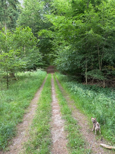 In the city of Esrum, Denmark, a dirt path winds through a lush, green forest. The path is flanked by tall trees with dense foliage, creating a canopy overhead. The ground is covered in a thick carpet of grass, with wildflowers interspersed throughout. Sunlight filters through the leaves, casting dappled shadows on the path. In the lower right corner of the image, a small, tan chihuahua stands on the path, looking back at the camera. The dog is wearing a dark harness and a leash. The scene appears peaceful and serene, with the sounds of nature likely surrounding the area.
