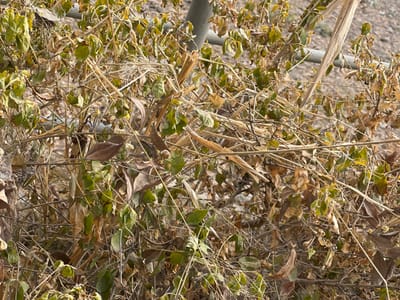 A dense tangle of dried and fading vegetation dominates the frame. Intertwined branches, stems, and leaves in shades of brown, tan, and faded green create a chaotic texture. Some leaves retain hints of green, while others are dry and brittle. A horizontal metal bar cuts across the lower portion, providing a subtle contrast to the organic disarray above. Overall, a picture of decaying plant life.