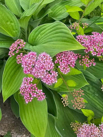 This is a close-up, vertical, eye-level, outdoor shot of a cluster of bright pink flowers, likely Japanese Spirea, blooming amongst large, lush, green hosta leaves. The flowers are arranged in frothy, conical clusters with many small, delicate petals and visible stamen, giving them a feathery appearance. Some flower clusters are fully bloomed, while others are still developing as small, tight buds. The hosta leaves are broad, ovate, and deeply ribbed with a glossy finish. The lighting is natural, suggesting a daytime setting. The background is blurred, focusing attention on the foreground plants. There are no people or animals visible in the image. The scene appears to be a garden or park setting in Laval, Canada, possibly a residential garden or a public green space, given the commonality of these plants in such environments.