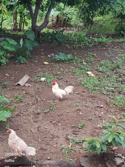 The image depicts an outdoor scene in El Chaparral, Venezuela, characterized by a dirt ground with scattered vegetation and a cluster of trees in the background. Two chickens are visible: a white rooster with red comb and wattles stands prominently in the mid-ground, and a lighter-colored hen is positioned in the lower-left foreground. The hen is resting on a dark, textured surface, possibly a log or a rock, with a timestamp "2026/06/19 06:31" and the name "natha" superimposed on the bottom left. The environment suggests a rural or semi-rural setting with natural foliage, including large-leafed plants and trees.