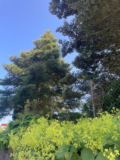 The image depicts a section of a residential area in Billund, Denmark, characterized by lush greenery and clear blue skies. In the foreground, a vibrant, sprawling plant with small, bright yellow flowers and large, green, textured leaves dominates the scene, appearing to be growing along a low, grey wall on the left. Behind this plant, a chain-link fence runs horizontally, partially obscured by foliage.

Beyond the fence, the dense branches of two mature evergreen trees are visible, their dark green needles creating a textured canopy against the sky. The larger tree on the left is positioned in the center of the frame, its impressive size and fullness suggesting a well-established presence. The tree on the right, also evergreen, has a more feathery appearance, with its branches extending further into the frame.

The overall environment suggests a well-maintained outdoor space, likely a garden or park area, bathed in bright daylight. The presence of the chain-link fence implies a boundary or enclosure, possibly separating private property from a public space or marking a designated area. The clear sky indicates fair weather conditions. There are no people or animals visible in the image.