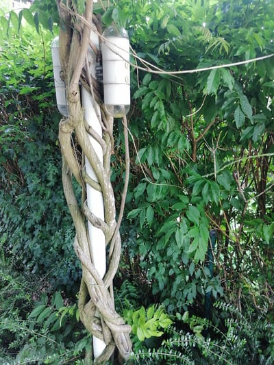 The image shows a close-up view of a white pole entwined with thick, woody vines. Two cylindrical, translucent objects with white caps are attached to the pole, one above the other, by what appears to be metal brackets. These objects resemble feeders or dispensers. The pole and vines are surrounded by lush green foliage, suggesting an outdoor setting, likely a garden or natural area. The lighting suggests it is daytime, possibly overcast, as there are no strong shadows. The foliage is dense and varied, with larger leaves behind and smaller leaves in the foreground, indicating a variety of plants. The vines are a prominent feature, wrapping around the pole in a complex, interwoven pattern. The scene is still and quiet, with no people or animals visible. The overall impression is one of nature reclaiming or interacting with a man-made structure. The location context provided is Grünwald, Germany. There is no visible text in the image.