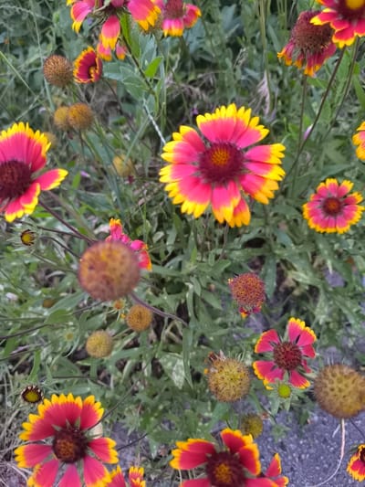 This media file depicts a close-up view of several Gaillardia flowers, also known as Blanket Flowers, in bloom. The flowers exhibit a vibrant color palette, with petals transitioning from a deep pink or red at the center to bright yellow at the tips. Some flowers are fully open, displaying their intricate structures, while others are in various stages of budding or have gone to seed, appearing as dry, brown, spherical seed heads. The background consists of lush green foliage and stems, suggesting a natural outdoor setting. The lighting appears to be natural daylight, possibly overcast given the soft shadows. There is no visible text in the image. The setting suggests a garden or a wild patch of flowering plants. The focus on the flowers evokes a sense of natural beauty and the cycle of plant life. The specific location context of Bender, Moldova, places these flowers within a particular geographical setting.