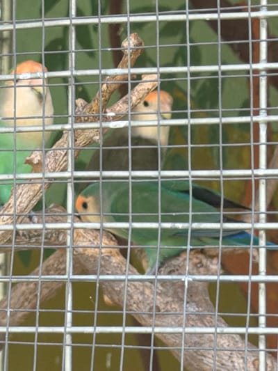 The image shows three small parrots with green bodies and orange faces behind a metal cage. The parrots are perched on branches. The background is blurred green and brown. This scene is likely within an aviary or zoo. The provided information indicates this scene is located in Kiskunmajsa, Hungary.
