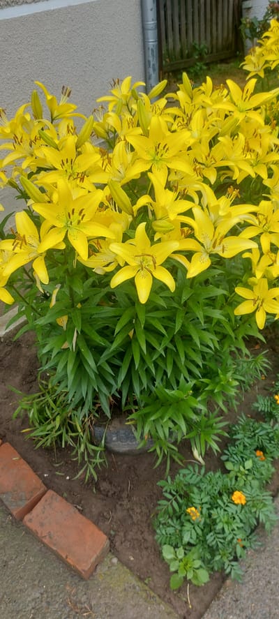 In Ropcha, Ukraine, a close-up, eye-level shot showcases a dense cluster of bright yellow lilies in full bloom. The lilies dominate the frame with their trumpet-shaped petals, some featuring delicate brown speckles. Droplets of water are visible on some petals, suggesting recent rain or watering. The lilies are planted in dark soil, contained partially by a black, circular object, possibly a cut tire used as a planter. To the lower right of the lilies, a patch of smaller, green plants with small orange flowers, likely marigolds, adds a contrasting splash of color. The background includes a section of a light-colored building wall, a downspout, and a wooden fence. In the foreground, red brick pavers form a border along a concrete path. The scene depicts a well-maintained garden area, likely a residential outdoor space.