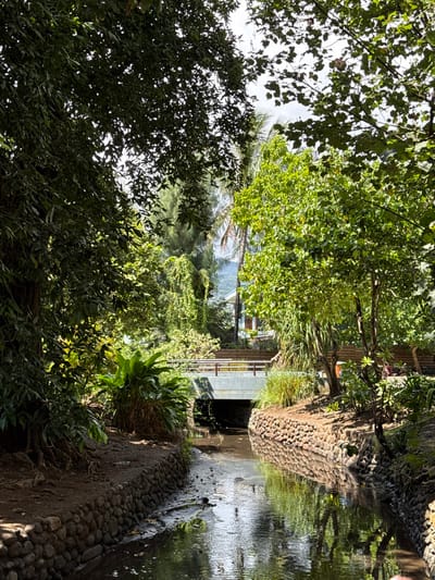 The image captures a narrow, stone-lined water channel flowing under a concrete bridge in Māhina, France, viewed from a slightly elevated perspective. The channel's banks are reinforced with dark, rounded stone retaining walls, above which exposed soil and dense, lush green vegetation, including large trees and various shrubs, are present. On the right bank, a tree with lighter green leaves stands prominently, with an indistinct reddish object partially obscured behind it. The concrete bridge, featuring light-colored metal railings, spans the channel, creating a dark archway beneath. Beyond the bridge, additional tropical vegetation is visible, partially revealing a light-colored multi-story building with a reddish roof and visible steps leading upward. In the far background, vegetated mountains rise under a bright, partly cloudy sky. Palm trees are scattered throughout the background foliage. The water surface reflects the surrounding environment and contains minor debris. No identifiable individuals are present.
