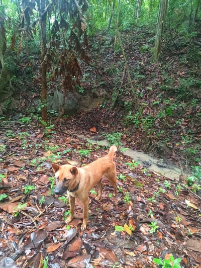 Location: Baan Thong Nang, Thailand. A medium-sized, short-haired, tan-colored dog with a black muzzle stands amidst fallen leaves and small green plants in a forest. A shallow stream runs behind the dog. The surrounding area is dense with trees and undergrowth.