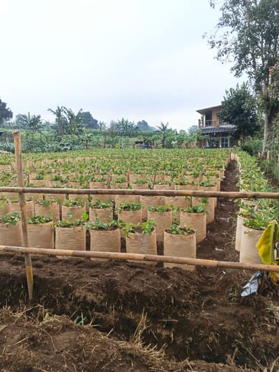 This media file captures an agricultural scene in Nipa, Papua New Guinea, showcasing a field of young plants cultivated in individual grow bags. The foreground features dark, tilled soil with some dry plant matter and a rustic bamboo railing, part of a simple fence, extending across the frame. Behind this, numerous rows of uniform, light-colored fabric grow bags are neatly arranged, each containing a small, green leafy plant. These plants appear to be crops, possibly strawberries, given their growth habit, though their specific species is not definitively identifiable.
In the midground, the rows of potted plants stretch into the distance, suggesting a large-scale planting operation. Beyond the cultivated field, a lush green landscape unfolds, dotted with various trees, including several large banana plants, indicative of a tropical or subtropical climate. In the background, to the right, a multi-story building with a distinctive architectural style, possibly a house or farm structure, is visible amidst more trees. The sky is overcast, suggesting a cloudy day, contributing to the soft, even lighting across the scene. No people are visible, and no discernible activity is taking place at the moment of capture, but the well-organized field implies ongoing cultivation and agricultural work. The overall atmosphere is one of serene rural productivity. There is no visible text in the image.