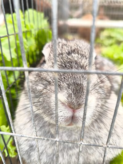 A close-up shot focuses on a grey and white rabbit confined within a metal cage, likely in Candikuning, Indonesia. The rabbit's nose is prominently displayed, with green foliage visible in the background, suggesting the cage might contain lettuce or other leafy greens. The rabbit is stationary inside its cage. The bars of the cage create a strong visual barrier. The environment appears to be natural, suggesting an outdoor setting, possibly a farm.