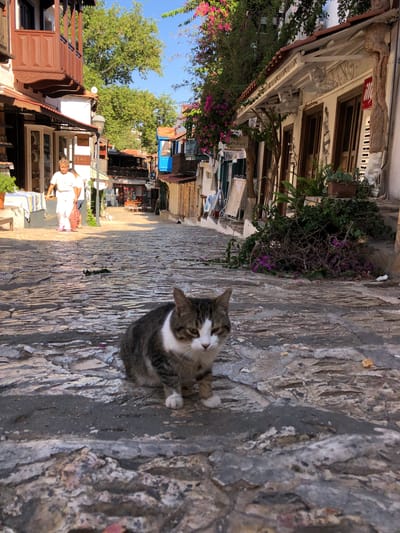 The image shows a narrow, cobblestone street in Kaş, Turkey, lined with shops and buildings with traditional architecture. A tabby and white cat is sitting in the foreground, looking towards the camera. In the background, a woman in a white shirt and pants is walking away from the camera, carrying a bag. The street is dappled with sunlight and shadow, and trees and flowers add color to the scene. The buildings have wooden balconies and tiled roofs. One shop has a sign that reads "BRASSE." Another building has a red "illy" logo on it. The overall impression is a charming and picturesque street scene in a Mediterranean town.