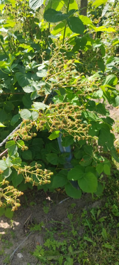 The image shows a close-up of a blackberry bush with many small, green, unripe blackberries clustered on its branches. The bush is in a sunny outdoor environment, with lush green leaves and stems forming a dense canopy. Some dry, brown remnants of previous flowers are also visible among the developing fruit. The ground beneath the bush is covered with soil and some sparse green grass. A wire fence runs across the lower left portion of the image. A vertical blue post is visible behind the bush. The scene appears to be located in a rural area, possibly a garden or a field, consistent with the location of Пацейкаўскі сельскі Савет, Belarus. There are no people or animals present.