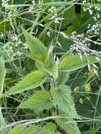 This image depicts a close-up view of nettle plants interspersed with blades of grass and small white wildflowers. The nettle leaves are serrated and a vibrant green, with a slightly fuzzy texture visible. Some of the grass blades have developed seed heads. The background consists of a dense tangle of green foliage. The scene is a natural outdoor environment. The location is Le Brassus, Switzerland.