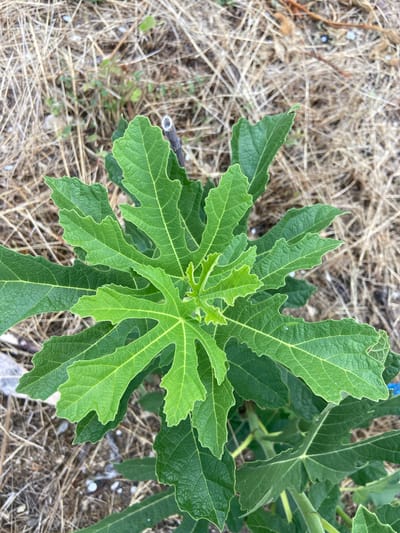 A close-up, overhead shot captures the vibrant green leaves of a young fig tree, Ficus carica, emerging from the dry, straw-like ground cover of Красномакское сельское поселение, Ukraine. The plant's central stem, a darker brown, is visible, topped by a cluster of new, lighter green leaves unfurling outwards. The broad, lobed leaves display a textured surface with prominent veins, their edges irregularly toothed. The surrounding ground is a mix of dry grasses, soil, and scattered small white pebbles. The overall impression is one of natural growth in a somewhat arid environment.