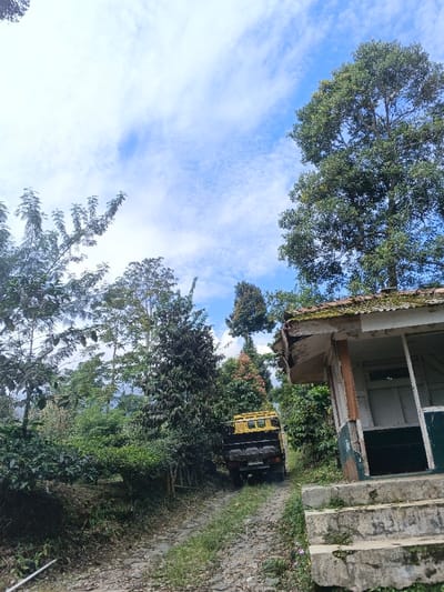 A landscape shot shows a yellow truck ascending a cobblestone path bordered by lush greenery. Diverse trees and foliage flank the path. An old, dilapidated building with a mossy roof and deteriorating steps is partially visible on the right. The sky is a pale blue, dotted with scattered clouds, suggesting a bright day. The perspective looks upwards along the incline of the rough road.