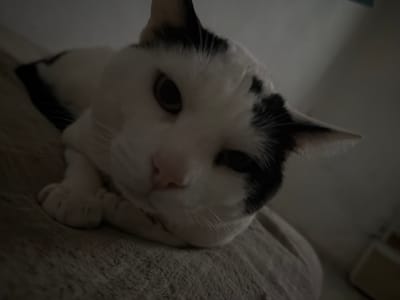 The image features a white and black cat lying on a soft, textured surface, possibly a bed or blanket. The cat is in a relaxed pose, with its paws crossed and its head resting on them. The cat's face is the main focal point, showing its eyes, nose, and whiskers. The lighting is dim, casting shadows and creating a subdued atmosphere. The background is blurry and indistinct, but hints of furniture suggest an indoor setting. There is no information suggesting that the photo was taken in Sant Martí Sarroca, Spain.