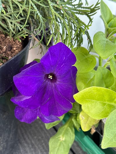 This close-up shot features a vibrant purple flower, likely a petunia, positioned prominently in the lower-center and right of the frame. The flower exhibits a classic bell shape with distinct veins visible on its petals, and a cluster of light-colored stamens in its dark purplish-black center.
Surrounding the flower are various types of green foliage. To the left, a dense mass of dark green, needle-like leaves, possibly from a conifer or similar evergreen shrub, extends upwards. Above and behind the purple flower, several broad, light-green leaves, consistent with petunia foliage, are visible, some appearing slightly fuzzy.
The plants appear to be in containers, with dark brown soil visible in a black plastic pot towards the bottom left. The edge of another black container is seen beneath the flower, and a green plastic edge is partially visible in the upper right background. The lighting is bright and natural, suggesting daytime. No specific human activity is depicted. The scene captures a tranquil moment of garden flora, common in various residential or planted settings, including those found in places like Веревское, Russia. There is no visible text in the image.