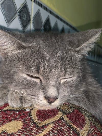 A close-up, eye-level shot captures a sleeping grey cat. The cat's head is resting on a patterned fabric cushion, primarily in red and tan with a diamond motif. Its eyes are closed, and its whiskers are visible. In the background, a wall with decorative square tiles and a yellow-green section is visible. There is no specific information to determine the location in the city of Jajag, Indonesia.