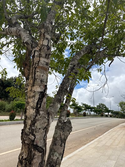A close-up shot focuses on the textured bark of a twin-trunked tree in the foreground. The tree's branches, covered in lush green leaves, extend upwards against a cloudy blue sky. In the background, a paved road curves to the right, bordered by a sidewalk made of light-colored square tiles. Streetlights are visible in the middle ground, and a line of trees and shrubs runs along the far side of the road. The setting appears to be a well-maintained urban or suburban area, potentially within Bo Y, Vietnam, given the context provided. There are no people or animals visible in the image.