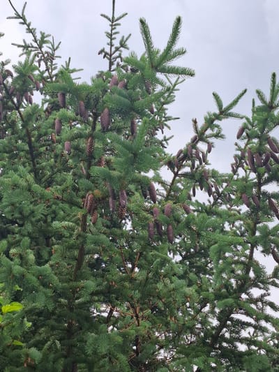 A close-up, low-angle, full-frame shot captures the dense foliage and numerous hanging cones of a conifer tree, likely a spruce, against an overcast sky. The evergreen branches are a vibrant green, with individual needles visible. The cones are elongated and a deep brown, with some appearing more mature than others. The background is a uniform, light gray sky, indicating a cloudy day. The image provides no information about the city of Svobodny, Russia, nor does it depict any people, actions, or interactions. The scene is purely botanical.