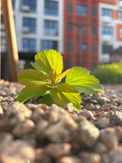 The media file is a close-up, vertically oriented photograph of young, bright green leaves emerging from a plant. The leaves are backlit by the sun, highlighting their delicate veins and serrated edges. The foreground is dominated by the textured surface of small, rough stones, some of which are out of focus, creating a bokeh effect. In the blurred background, a building with multiple stories and windows is visible, suggesting an urban or suburban setting. The building's facade appears to be a mix of orange-red and white sections. A wooden beam or railing runs horizontally across the upper portion of the background. The lighting suggests it is either early morning or late afternoon, with the warm sunlight casting a glow on the leaves and creating highlights on the stones. The overall scene evokes a sense of new growth and the interplay between nature and man-made structures. No people are visible, and no text is present in the image. The location context provided is Kaluga, Russia.