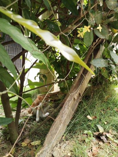 A ginger and white kitten sits in the shade of a tree. Leaves and small yellow flowers surround the animal, along with blades of grass growing nearby. A fence post leans diagonally, partially obscuring the view. Other trees and foliage add to the dense background.