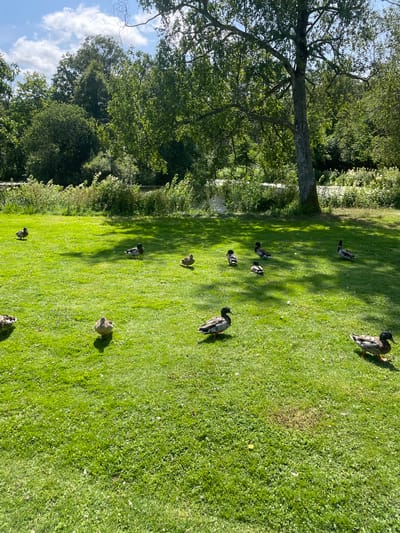 The image depicts a sunny day in a park-like setting with lush green grass and trees. A body of water is visible in the background, with dense vegetation along its banks. Several ducks are scattered across the lawn, some standing and others appearing to be resting. The scene suggests a tranquil outdoor environment suitable for recreation or wildlife observation.
This image is located at Horsens City Park in Horsens, Denmark. The park is known for its expansive green spaces, walking paths, and a central lake, providing a natural habitat for various species, including ducks. The presence of the water body and the well-maintained lawn are characteristic features of this urban park.