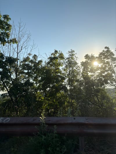This is a landscape photograph taken outdoors, likely during the daytime. The scene is dominated by lush green foliage from trees, with some bare branches visible in the foreground. The sun is shining brightly, casting a warm glow and creating lens flare through the leaves, suggesting it's likely late afternoon or early morning. A rustic, dark brown metal post or beam is positioned vertically on the right side of the frame, with some faint white graffiti visible on it. The sky is a clear, pale blue, indicating fair weather. The overall impression is of a natural, slightly wild setting, possibly a park or overgrown garden, with a touch of urban decay due to the graffiti.
