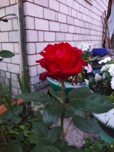 This image shows a red rose in full bloom, with a golden ring hanging from its stem. The rose is positioned in the foreground, with its vibrant petals taking center stage. In the background, a brick wall of a building is visible, along with some other flowering plants and greenery. The scene appears to be an outdoor setting, possibly a garden or yard, located in the city of Bor, Russia. The lighting suggests it might be late afternoon or early evening. The image is captured at eye level, providing a clear view of the rose and its immediate surroundings.