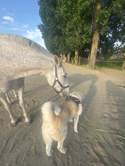 A dapple-grey horse stands next to a large, light-furred dog in a sandy arena. Both animals are oriented toward the upper left of the frame. The horse wears a bridle. The dog has a harness around its chest. To the left, the sky and some trees are visible. In the background are trees and a fence. The scene is in Mouscron, Belgium.