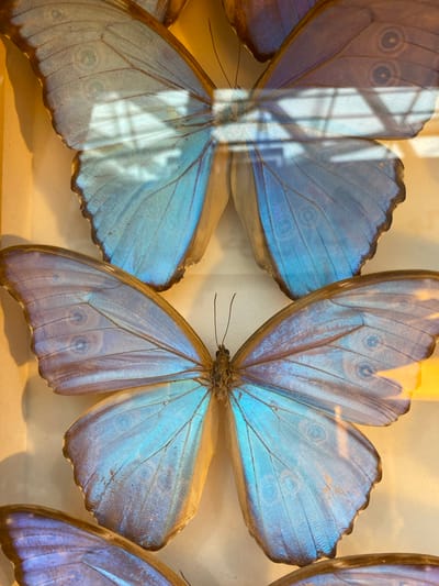 A close-up shot showcases a display of blue morpho butterflies, possibly preserved in a collection. The iridescent blue wings are the dominant feature, with intricate patterns and visible wing veins. One butterfly is positioned centrally, facing the viewer, while others are partially visible around it. A window reflection is visible on one of the butterfly wings. The image was taken in Konya, Turkey.