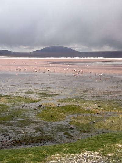 A landscape features a shallow lake reflecting a stormy sky with distant mountains. The water's edge is populated by numerous flamingos, their pink hues contrasting with the muted tones of the lake. Adjacent to the water is a muddy, grassy area with scattered rocks and vegetation, bordering a grassy verge. The overall scene evokes a sense of remote wilderness and tranquility despite the dramatic weather conditions.