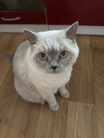 A light gray and white colored cat sits on a wooden floor. The cat is facing the camera with its head tilted slightly to the left. The cat has large, expressive eyes with dark pupils and lighter irises. Its ears are pointed and upright. The cat's fur appears to be short and dense. In the background, there is a portion of kitchen cabinets, one of which is red with a silver handle. The scene is indoors and appears to be in a residential setting. There is no indication of the location being in the city of Slobozhanske, Ukraine.