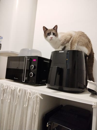 The image captures an indoor scene, likely a kitchen or utility area, featuring a cat perched on kitchen appliances.

The main subject is a medium-sized cat with a cream or light tan body, darker brown points (ears, face mask, tail), and white paws. Its eyes are wide and blue, and it has a slightly surprised or curious expression, looking directly forward, slightly to the left of the viewer. The cat is sitting on top of a black Philips air fryer, which is positioned on a white shelf. Its hindquarters and tail extend towards the right side of the air fryer, while its front paws are placed near the front edge of the air fryer's top surface.

To the left of the air fryer, also on the same white shelf, is a black microwave oven. The microwave has a silver-colored handle running vertically down its door and two circular control knobs stacked on the right side. A digital display on the microwave shows "000" in red numbers. A clear plastic dome-shaped cover is visible on top of the microwave.

Behind the microwave and extending upwards is a large, white cylindrical water heater or boiler. The background wall is plain white.

Below the white shelf, a white fabric curtain with small ties hanging down is visible, obscuring what is behind it. Below this curtain, on a lower shelf, parts of another black appliance (possibly a toaster oven or another small appliance) can be seen.

The lighting appears to be artificial, likely from an indoor light source, illuminating the scene evenly. The overall color scheme is dominated by white (walls, shelf, curtain, cat's fur) and black (appliances, cat's points). The scene suggests a candid moment of a curious cat exploring its surroundings.