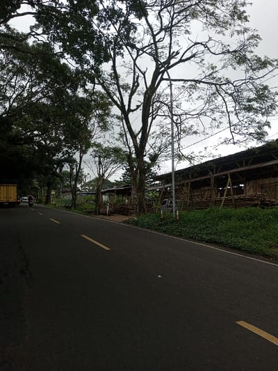 The image displays a roadside scene in Kodarapalli, India, under an overcast sky. A two-lane asphalt road, marked with broken yellow lines, extends from the foreground into the distance. On the left side of the road, a light-colored truck and a motorcyclist are observed moving away from the viewer. The left side of the road is bordered by a dense line of trees with dark green foliage. On the right side, a grassy shoulder separates the road from a series of open-sided, timber-framed shelters or sheds with sloped roofs. These structures house numerous stacks of cut logs and timber. A white utility vehicle is parked in front of one of these shelters. A tall utility pole with overhead lines is visible near the road on the right, interspersed among trees with both bare and leafed branches. The environment suggests a semi-rural or industrial roadside area dedicated to lumber storage or processing.