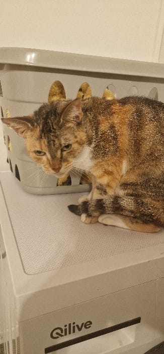 A calico domestic cat is depicted sitting on a light grey, textured surface with a raised dot pattern. The cat exhibits a tri-color fur pattern comprising black, orange/ginger, and white patches, with distinct dark tabby stripes visible on its head, back, and tail. Its chest and front paws are predominantly white. The cat's head is lowered and angled towards the bottom-left of the frame, with its eyes partially closed and appearing greenish. Behind the cat, a light grey plastic laundry basket with oval-shaped perforations is visible, revealing a yellow or gold fabric object through some of the holes. Beneath the textured surface on which the cat is seated, a section of a light grey appliance panel is visible, featuring the brand name "Qilive" in black lettering and a horizontal dark line. The background consists of a plain, light-colored wall. The image contains no visual information to determine its location in the city of Blaye, France.