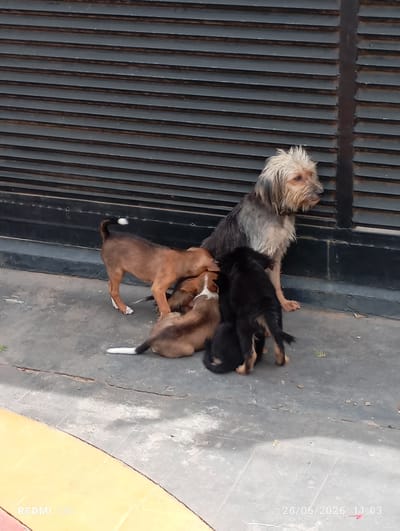 A mother dog and her puppies are gathered on a concrete surface in front of a dark, slatted gate. The mother, a scruffy, light-colored dog with a wary expression, sits upright, looking to the right. Around her, four puppies are clustered, some nursing or playing. One puppy is black and brown, another is brown with a white tail, and two more are mostly brown, one with white paws and a white tail tip. The ground is a mix of gray concrete with some yellow-tiled areas visible in the lower left corner, suggesting an outdoor or semi-outdoor space. The scene appears to be in daylight, given the shadows. The overall mood is one of natural domesticity, with the puppies dependent on their mother. The image also contains visible text: "REDMI 13C" in the bottom left and "26/06/2026 11:03" in the bottom right, indicating the date and time the photo was taken, along with the phone model used.