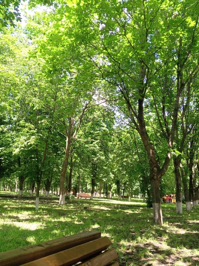 The image depicts a sun-dappled park scene in Yessentukskaya, Russia. In the foreground, the edge of a wooden bench is visible, suggesting a place for rest. Beyond the bench, a lush green lawn is dotted with the shadows of trees. The park is densely populated with mature trees, their leaves a vibrant green, indicating it is likely spring or summer. Some of the tree trunks are whitewashed, a common practice for tree preservation or identification. In the middle ground and background, there are glimpses of park amenities, including additional benches and a small, colorful children's train with people riding in it, suggesting a family-friendly environment. The overall atmosphere is peaceful and inviting, characteristic of a well-maintained urban park.