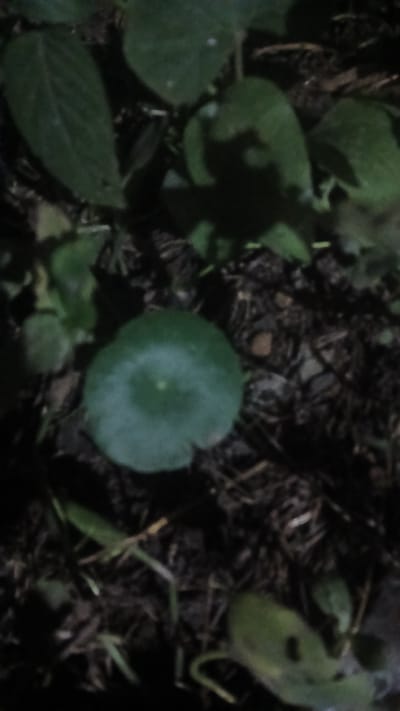 The image shows ground cover vegetation in a dimly lit area. The vegetation consists of several types of green leaves, with one prominently displaying a circular shape. The ground is dark and appears to be covered in decaying organic material such as leaf litter or mulch. The scene is likely in a natural or cultivated outdoor setting. Given the prompt including Putucual, Venezuela, it is likely that this type of vegetation is representative of the local flora in that region. There are no people or actions visible in the image.