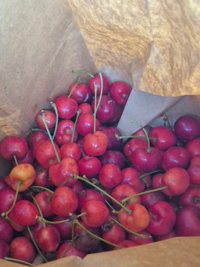 The media file is a close-up shot of a pile of fresh cherries spilling out of a brown paper bag. The cherries are predominantly a deep red color, with some showing lighter red or even yellowish hues. Many of the cherries still have their green stems attached. The brown paper bag has a slightly crumpled texture. The lighting suggests it is daytime, possibly outdoors or in a well-lit indoor space, given the bright colors of the fruit. The scene conveys a sense of freshness and abundance, likely indicating a purchase of produce or harvesting. There is no visible text in the image. The setting appears to be a casual, domestic, or market environment.