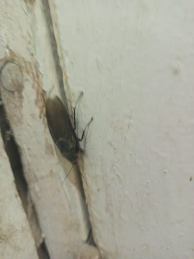 A dark-colored cockroach is shown on a light-colored, textured wall. The cockroach is oriented vertically, with its head pointing upwards. Its body is elongated and appears to be segmented. The cockroach has several visible legs extending from its sides, and two antennae are also apparent. The wall has an uneven surface with some discoloration, suggesting it may be old or weathered. The lighting in the image is somewhat dim, casting faint shadows. The image was taken indoors, likely within a building, and does not provide specific geographical information about Tahmach, Uzbekistan.