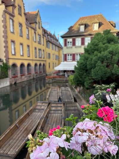 The image captures a picturesque canal scene in the Petite Venise district of Colmar, France. In the foreground, a cluster of pink and magenta geraniums, some still bearing water droplets, is in sharp focus. Behind the flowers, several long, narrow wooden boats are docked in the dark water of the canal. The canal is lined by traditional Alsatian houses with yellow facades, steep red-tiled roofs, and dark arched windows. Some of the houses feature window boxes overflowing with red flowers. Across the canal, a larger building with a prominent red-shuttered window and a large, lush green tree are visible. The sky above is a soft blue with scattered white clouds. The reflection of the buildings and the boats is clearly visible in the calm water of the canal, adding depth and symmetry to the scene. There are no people visible in the image.