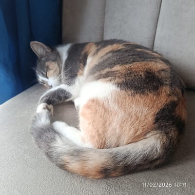 A domestic cat is shown curled up asleep on a light-colored, upholstered surface, likely a sofa or armchair. The cat has a distinctive calico or tortoiseshell coat with patches of white, dark grey/black, and various shades of orange and brown. It is positioned in a tight, ball-like curl, with its head tucked close to its body and its tail wrapped fully around its side. Its eyes are closed, indicating it is deeply resting or sleeping.
On the left side of the image, a vertical section of a deep blue fabric or curtain is visible. The lighting appears to be ambient indoor light. In the bottom right corner of the image, a timestamp is visible, displaying "11/02/2026 10:11".