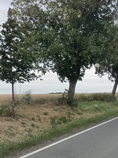 The image depicts a rural scene in Svémyslice, Czechia, with a focus on a roadside view. The foreground features a paved road with a white line marking its edge. Adjacent to the road is a strip of green grass, transitioning into drier, straw-colored vegetation and then a field of what appears to be dry crops, possibly wheat or barley, stretching into the mid-ground.
Dominating the middle ground are several large trees with dense green foliage. Their branches extend over the field and partially obscure the sky. The sky itself is overcast, suggesting a cloudy day, and there are several water droplets visible on the lens, indicating it may have been raining or is about to rain.
In the far distance, faint outlines of power lines and towers can be seen, suggesting the proximity of infrastructure to this rural landscape. The overall impression is one of a tranquil, perhaps slightly melancholic, late summer or early autumn day in the Czech countryside. No people or specific activities are visible, and there is no visible text in the image. The time of day is indeterminate due to the overcast conditions, but the light suggests it is daytime.