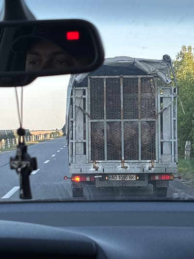 The image is taken from inside a vehicle, looking out at a truck driving on a road. The truck has a metal cage on the back, covered with a tarp. Inside the cage, there appear to be animals, possibly sheep or goats, due to their woolly appearance. The truck has a license plate that reads "AO 1380 BK". The road is asphalt with white dashed lines and appears to be in a rural area, with fields and trees visible on the side. In the foreground, a car accessory, possibly an air freshener in the shape of a cross, is hanging from the rearview mirror. The rearview mirror also reflects the face of the driver and a red indicator light. The sky is partly cloudy and appears to be late afternoon or early evening. The general location is identified as Ozeryany, Ukraine.