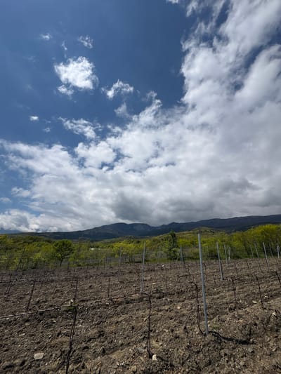 The image shows a vineyard with rows of vines, supported by metal posts and wires. The ground is dark, rocky soil. In the background, a mountain set against a cloudy sky. The sky is a mix of blue with scattered cumulus clouds and a section of dense grey-white clouds. The image appears to be rotated, as the sky is oriented to the left. The location is presumed to be near Zaprudnoe, Ukraine, based on the prompt's request.