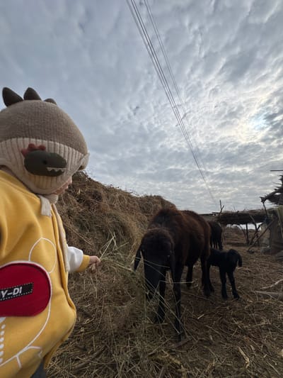 From a low angle, a child in a dinosaur hat and yellow jacket is seen. In the background are several dark-colored sheep standing on dry grass. The sky is heavily clouded with multiple power lines visible. The presence of a dilapidated wooden structure further situates the scene in a rural or agricultural environment. The child holds a small bunch of hay in their hand.