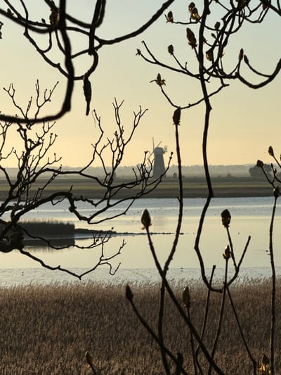 The image depicts a tranquil, silhouetted landscape at either sunrise or sunset over the Broadland district in the United Kingdom. In the immediate foreground, numerous bare tree branches with visible, developing buds are sharply silhouetted, obscuring parts of the scene and creating a layered effect. Behind these branches, a calm body of water, likely a broad or river, reflects the pale, hazy sky. The near bank of the water features extensive, dry reed beds. In the distant background, a traditional, four-bladed windmill stands prominently silhouetted against the horizon, which is characterized by flat fields and faint tree lines under a sky displaying a gradient from pale yellow-orange near the horizon to a light blue overhead. No individuals, discernible actions, or interactions are present within the scene.