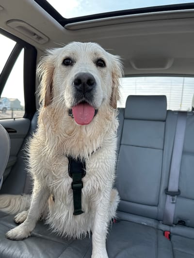 A light-colored Golden Retriever dog, its fur visibly wet, sits upright on the grey leather back seat of a vehicle in Southend-on-Sea, United Kingdom. The dog faces forward, directly at the viewer, with dark eyes, a black nose, and a pink tongue extended from its open mouth. It wears a black chest harness with a vertical green strap. The vehicle's interior features a grey headliner with a visible sunroof above. Through the rear passenger window on the left, a bright, possibly overcast sky and a distant light-colored building or structure are visible, indicating an outdoor, daytime scene. No other individuals are present in the frame.
