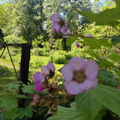 This image depicts a close-up view of pink raspberry flowers and green leaves. The flowers are delicate with multiple petals and a prominent center. Some of the flowers are in focus, while others are blurred in the foreground and background, creating a soft, artistic effect. The leaves are a vibrant green and appear slightly textured.
Behind the flowers and leaves, the scene opens up to a lush, sun-dappled garden. The bright green of manicured grass and abundant foliage suggests a well-maintained outdoor space. A black metal garden gate with a wire mesh infill is visible in the lower part of the frame, suggesting a boundary or entrance to the garden. The trees in the background are dense and leafy, indicating a wooded or natural area surrounding the garden.
The lighting suggests it is daytime, likely late morning or early afternoon, given the bright sunlight casting distinct shadows and illuminating the greenery. The overall mood is tranquil and natural, evoking a sense of peace and the beauty of a summer garden.
There is no visible text in the image. The setting is identified as Skuķīši, Latvia, which provides a specific geographical context for this serene garden scene. The image captures a moment of natural beauty, highlighting the details of the raspberry blossoms and the vibrant life of the garden.