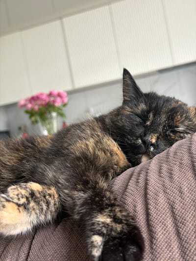 A tortoiseshell cat is sleeping on a brown, textured surface. The cat's eyes are closed, and its head is resting on the surface. In the background, out of focus, is a vase of pink flowers and a white, slatted wall. The scene appears to be indoors, likely in a residential setting. There are no people visible in the image. The lighting suggests it is daytime.